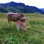 Ferien Im Gugger Nesslau