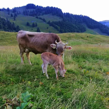Ferien Im Gugger Nesslau