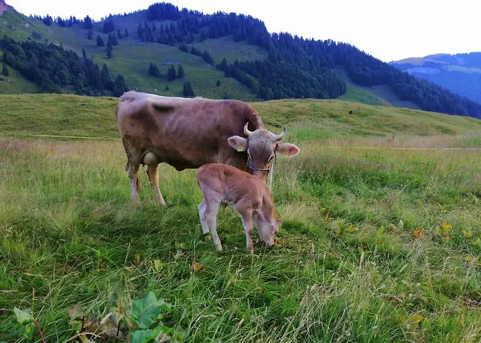 Ferien Im Gugger Nesslau